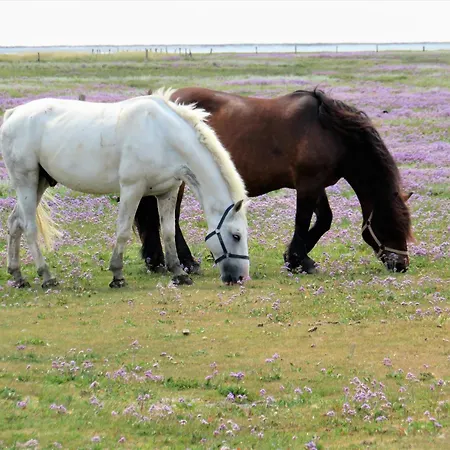 Haus Duenenkate Moewennest ג'וסט