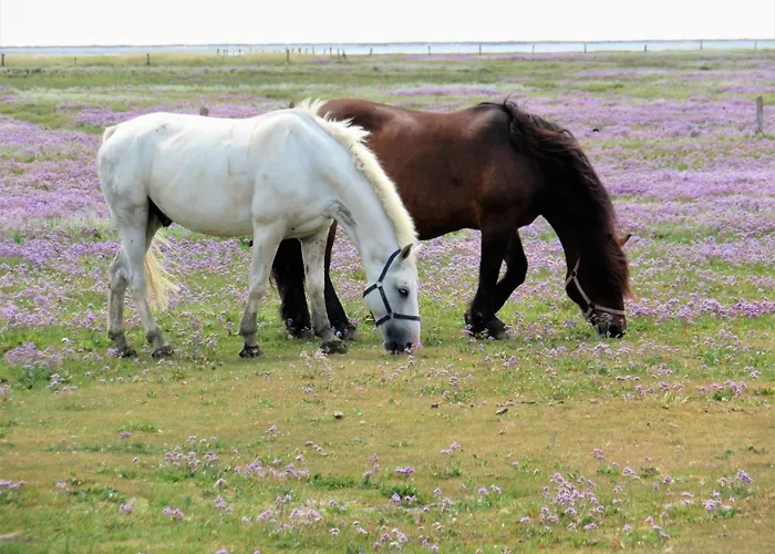 Haus Dünenkate Möwennest Juist